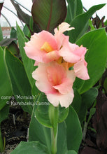 Load image into Gallery viewer, canna &#39;Moraiah&#39;