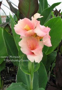 canna 'Moraiah'
