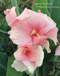 canna 'Moraiah'
