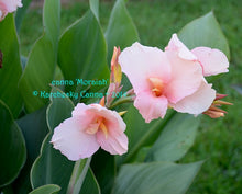Load image into Gallery viewer, canna &#39;Moraiah&#39;