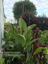 Load image into Gallery viewer, canna &#39;Musafolia&#39;