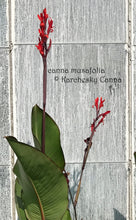 Load image into Gallery viewer, canna &#39;Musafolia&#39;