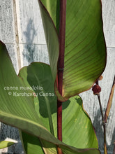 Load image into Gallery viewer, canna &#39;Musafolia&#39;