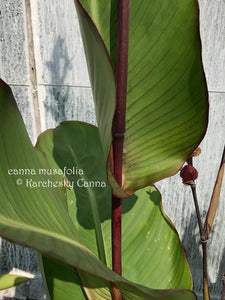 canna 'Musafolia'