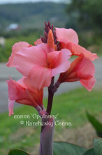 Load image into Gallery viewer, canna &#39;Opulence&#39;