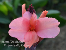 Load image into Gallery viewer, canna &#39;Opulence&#39;