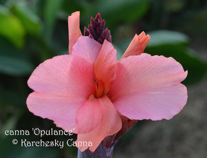 canna 'Opulence'