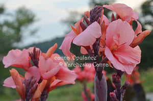 canna 'Opulence'
