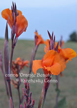 Load image into Gallery viewer, canna &#39;Orange Beauty&#39;