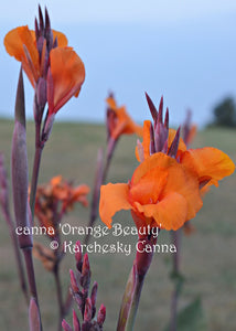 canna 'Orange Beauty'
