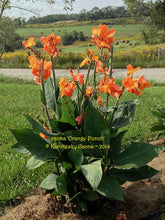 Load image into Gallery viewer, canna &#39;Orange Punch&#39;