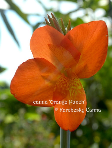 canna 'Orange Punch'