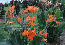 Load image into Gallery viewer, canna &#39;Orange Punch&#39;