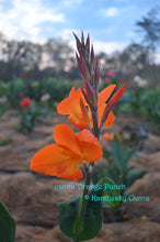 Load image into Gallery viewer, canna &#39;Orange Punch&#39;