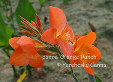 Load image into Gallery viewer, canna &#39;Orange Punch&#39;