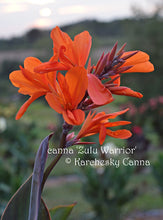 Load image into Gallery viewer, canna &#39;Zulu Warrior&#39;