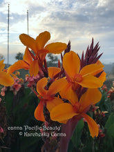 Load image into Gallery viewer, canna &#39;Pacific Beauty&#39;