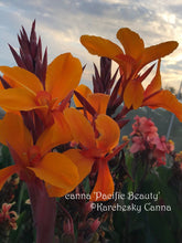 Load image into Gallery viewer, canna &#39;Pacific Beauty&#39;