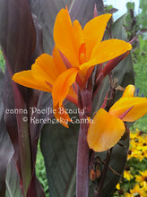 Load image into Gallery viewer, canna &#39;Pacific Beauty&#39;