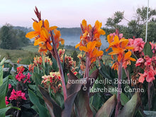 Load image into Gallery viewer, canna &#39;Pacific Beauty&#39;