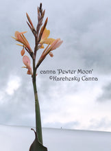 Load image into Gallery viewer, canna &#39;Pewter Moon’