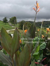 Load image into Gallery viewer, canna &#39;Pewter Moon’