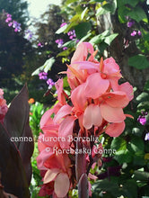 Load image into Gallery viewer, canna &#39;Aurora Borealis&#39;