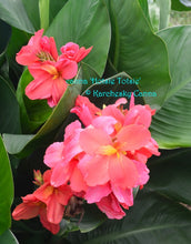 Load image into Gallery viewer, canna &#39;Hotsie Totsie&#39;