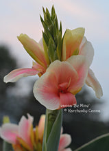 Load image into Gallery viewer, canna &#39;Be Mine&#39;