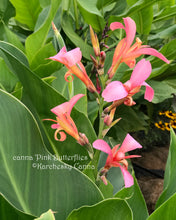 Load image into Gallery viewer, canna &#39;Pink Butterflies&#39;