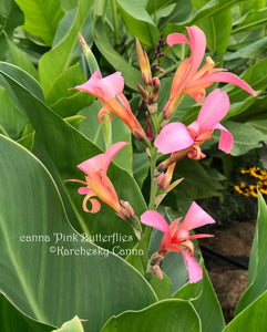 canna 'Pink Butterflies'