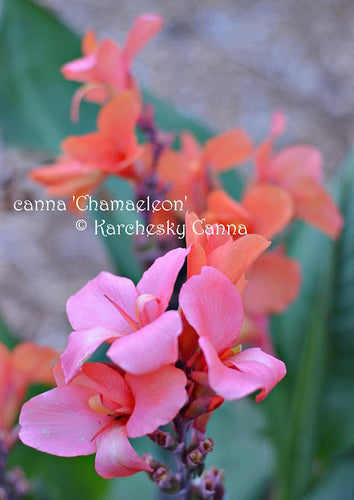 canna 'Chamaeleon'