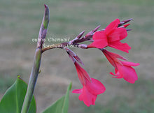 Load image into Gallery viewer, canna &#39;Ehemanii&#39;