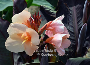 canna 'Lady K'