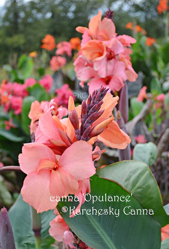 canna 'Opulence'