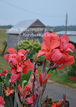 Load image into Gallery viewer, canna &#39;Watermelon Blue’