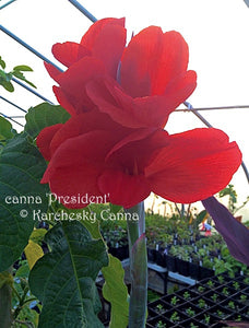 canna 'President'