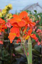 Load image into Gallery viewer, canna &#39;Caribbean Sunset&#39;