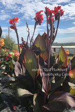 Load image into Gallery viewer, canna &#39;Red Humbert&#39;