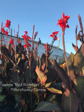 Load image into Gallery viewer, canna &#39;Red Humbert&#39;