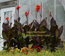 Load image into Gallery viewer, canna &#39;Red Humbert&#39;
