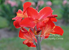 Load image into Gallery viewer, canna 'Richard Rehg'