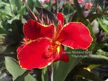 Load image into Gallery viewer, canna 'Richard Rehg'
