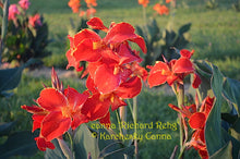 Load image into Gallery viewer, canna 'Richard Rehg'