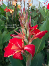 Load image into Gallery viewer, canna 'Richard Rehg'