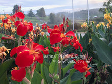 Load image into Gallery viewer, canna 'Richard Rehg'