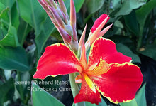 Load image into Gallery viewer, canna 'Richard Rehg'