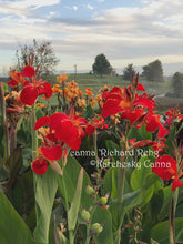 Load image into Gallery viewer, canna 'Richard Rehg'
