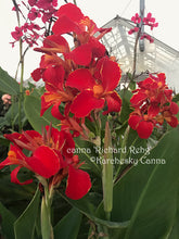 Load image into Gallery viewer, canna 'Richard Rehg'