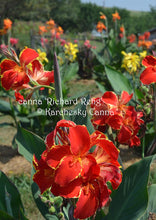 Load image into Gallery viewer, canna 'Richard Rehg'
